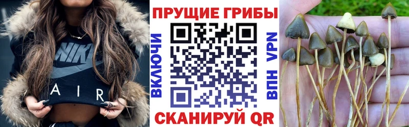 Купить  Нахабино  Псилоцибиновые грибы Cubensis 